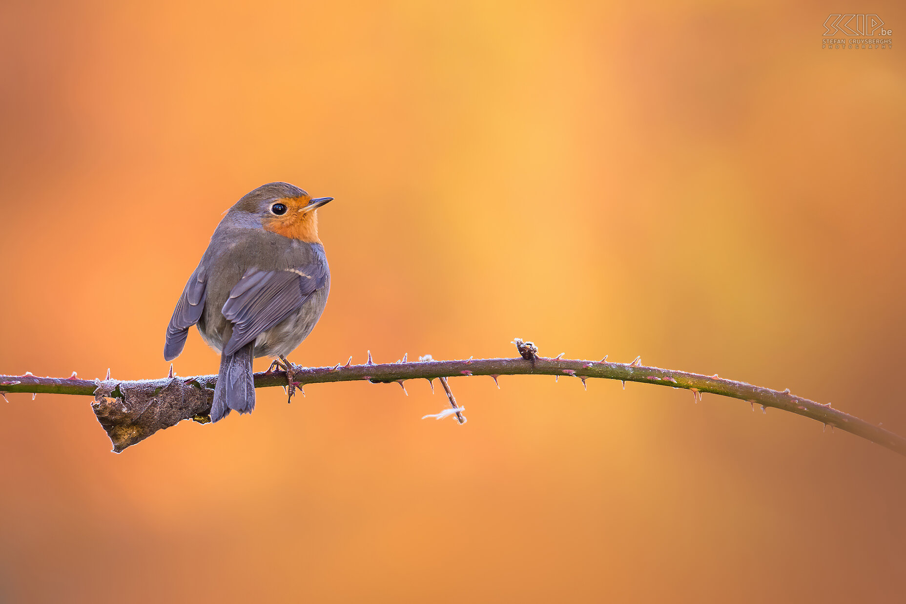 Garden birds - Robin This spring I photographed a lot of birds on our lawn in our garden in Scherpenheuvel. Hereby a small selection of images of garden birds taken the past few weeks, but also last winter and summer. Regular visitors to our garden are sparrows, blackbirds, robins, blue tits, great tits, starlings, wagtails, wood pigeons, ... and the occasional black redstart, greenfinch or blackcap. Stefan Cruysberghs